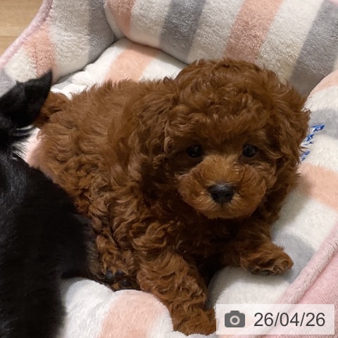 神奈川県のトイプードル(トイ) (ペットプラス モザイクモール港北店/2026年2月22日生まれ/女の子/レッド)の子犬の3枚目の画像