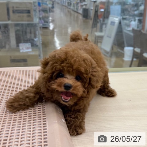 東京都のトイプードル(トイ) (ペッツワン 南砂町SUNAMO店/2026年2月22日生まれ/女の子/レッド)の子犬の3枚目の画像