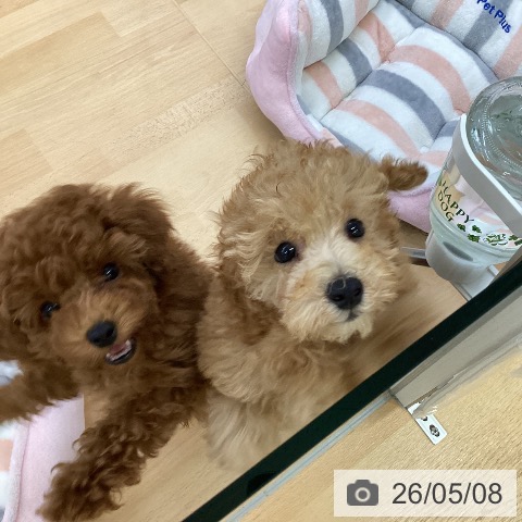 埼玉県のトイプードル(トイ) (ペットプラス 羽生店/2026年2月23日生まれ/男の子/レッドフォーン)の子犬の4枚目の画像