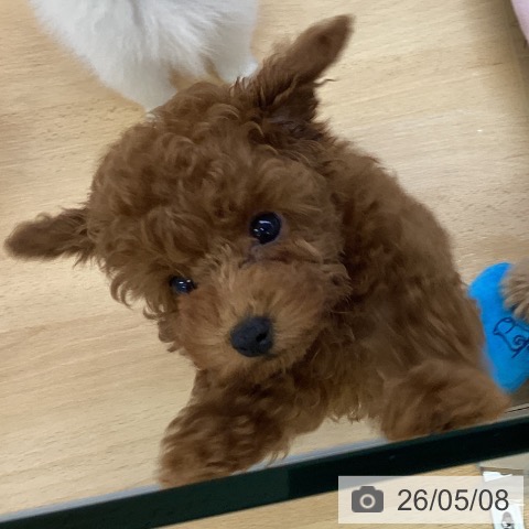 埼玉県のトイプードル(トイ) (ペットプラス 羽生店/2026年2月23日生まれ/男の子/レッドフォーン)の子犬の3枚目の画像
