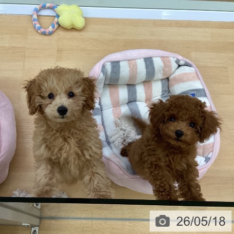 埼玉県のトイプードル(トイ) (ペットプラス 羽生店/2026年2月23日生まれ/男の子/レッドフォーン)の子犬の3枚目の画像