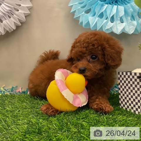 千葉県のトイプードル(トイ) (ペットプラス コトエ流山おおたかの森店/2026年2月23日生まれ/男の子/レッドフォーン)の子犬の4枚目の画像