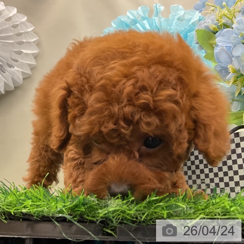 千葉県のトイプードル(トイ) (ペットプラス コトエ流山おおたかの森店/2026年2月23日生まれ/男の子/レッドフォーン)の子犬の3枚目の画像