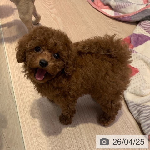 トイ・プードルの写真