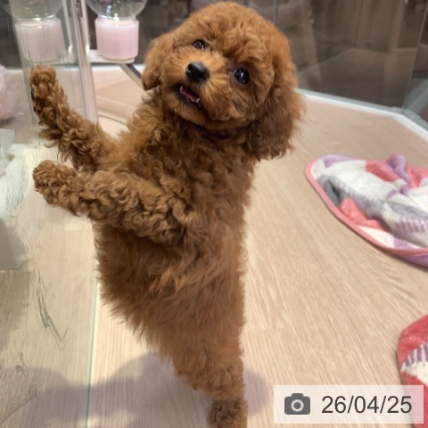 トイ・プードルの写真