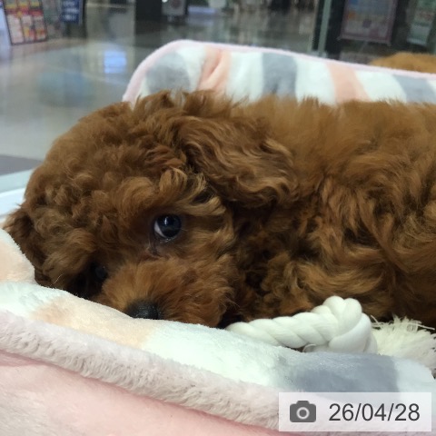 トイ・プードルの写真