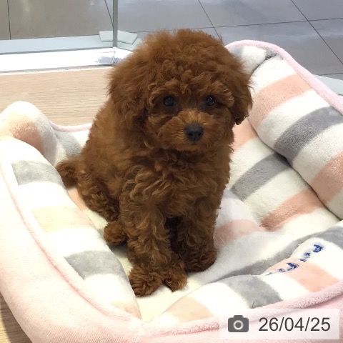 トイ・プードルの写真