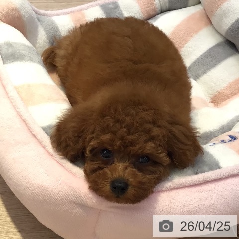 トイ・プードルの写真