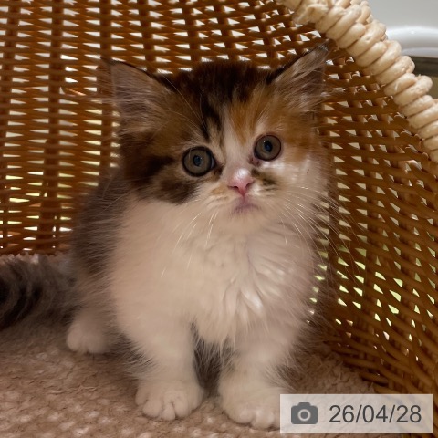 神奈川県のマンチカン (ペットプラス テラスモール湘南店/2026年2月20日生まれ/女の子/ブラウンパッチドタビーホワイト)の子猫の3枚目の画像