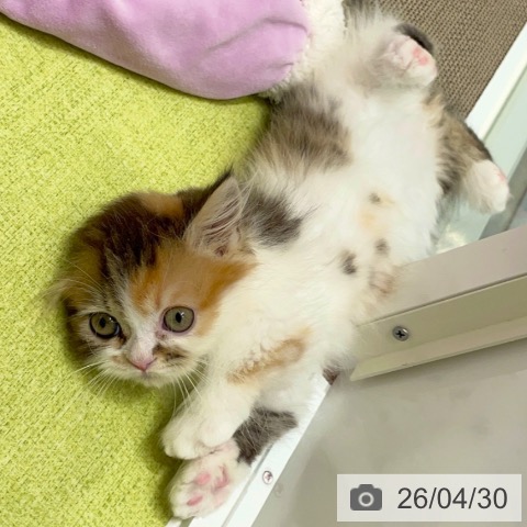 神奈川県のマンチカン (ペットプラス テラスモール湘南店/2026年2月20日生まれ/女の子/ブラウンパッチドタビーホワイト)の子猫の3枚目の画像