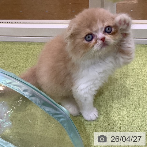 埼玉県のスコティッシュフォールド (ペットプラス 羽生店/2026年2月18日生まれ/男の子/クリームタビーホワイト)の子猫の4枚目の画像