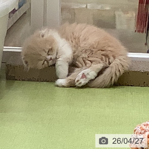 埼玉県のスコティッシュフォールド (ペットプラス 羽生店/2026年2月18日生まれ/男の子/クリームタビーホワイト)の子猫の3枚目の画像