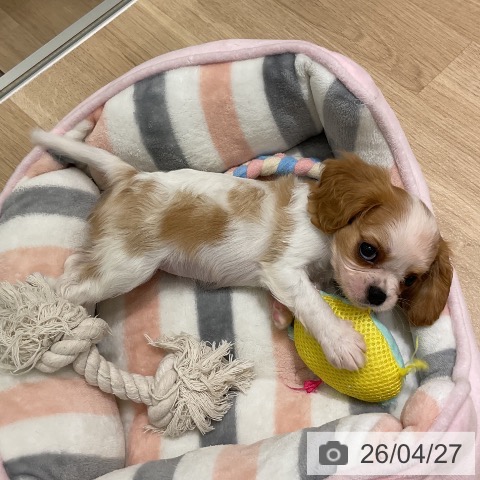 キャバリア・キングチャールズ・スパニエルの写真