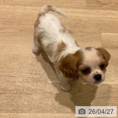 キャバリア・キングチャールズ・スパニエルの写真