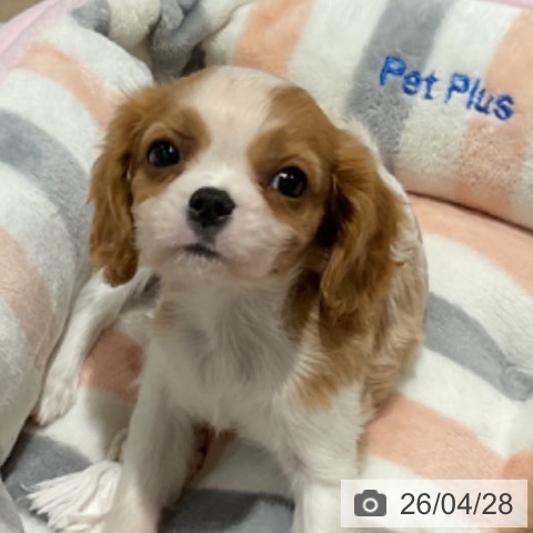キャバリア・キングチャールズ・スパニエルの写真