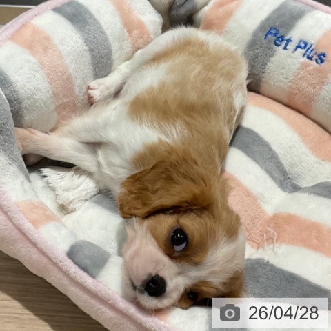 キャバリア・キングチャールズ・スパニエルの写真