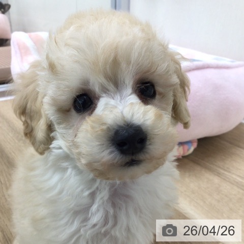 トイ・プードルの写真