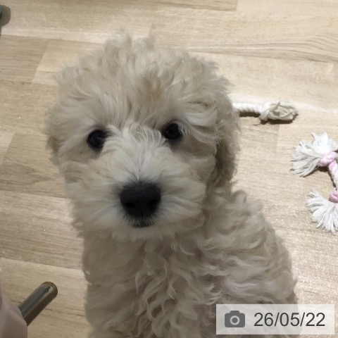 埼玉県のトイプードル(トイ) (ペットプラス 所沢店/2026年2月23日生まれ/女の子/クリーム)の子犬の4枚目の画像