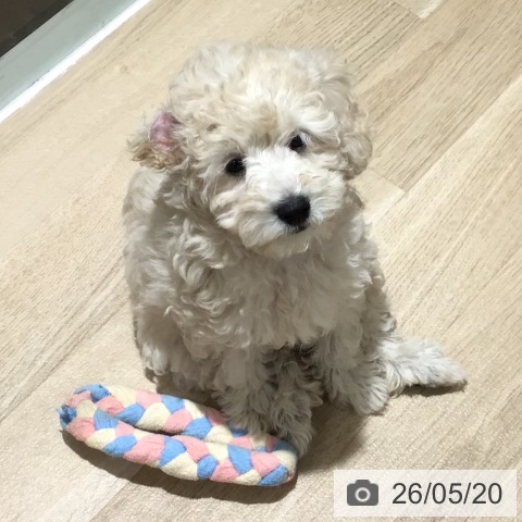 埼玉県のトイプードル(トイ) (ペットプラス 所沢店/2026年2月23日生まれ/女の子/クリーム)の子犬の3枚目の画像