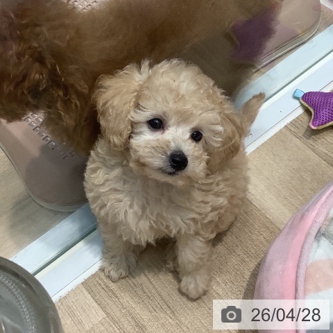 埼玉県のトイプードル(トイ) (ペットプラス ららぽーと新三郷店/2026年2月23日生まれ/女の子/クリーム)の子犬の4枚目の画像