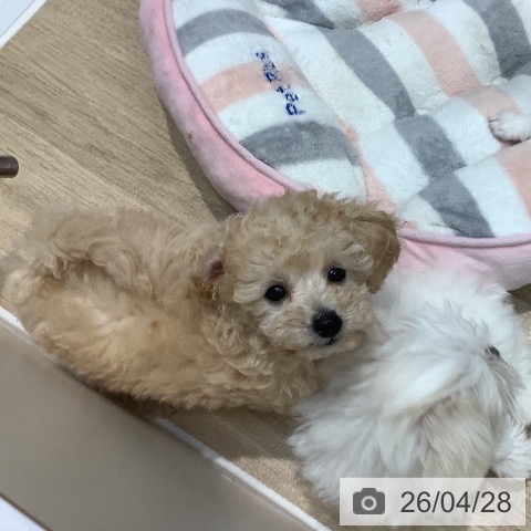 埼玉県のトイプードル(トイ) (ペットプラス ららぽーと新三郷店/2026年2月23日生まれ/女の子/クリーム)の子犬の3枚目の画像