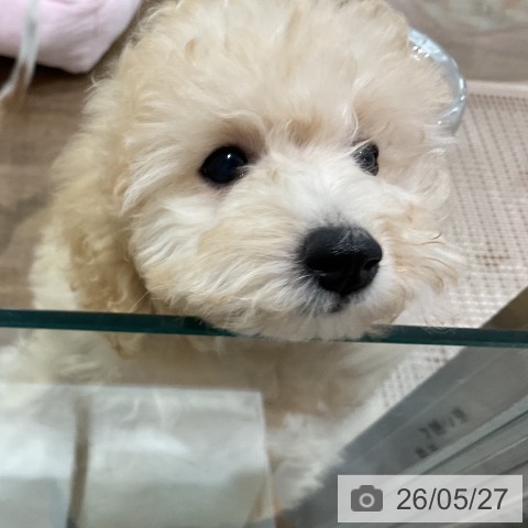 埼玉県のトイプードル(トイ) (ペッツワン 吉川美南店/2026年2月23日生まれ/女の子/クリーム)の子犬の3枚目の画像