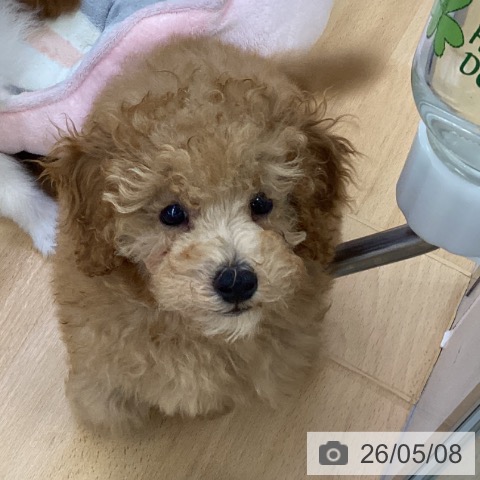 埼玉県のトイプードル(トイ) (ペットプラス 羽生店/2026年2月23日生まれ/男の子/アプリコット)の子犬の4枚目の画像