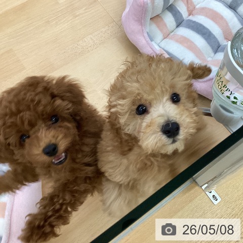 埼玉県のトイプードル(トイ) (ペットプラス 羽生店/2026年2月23日生まれ/男の子/アプリコット)の子犬の4枚目の画像
