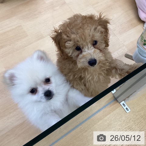 埼玉県のトイプードル(トイ) (ペットプラス 羽生店/2026年2月23日生まれ/男の子/アプリコット)の子犬の3枚目の画像