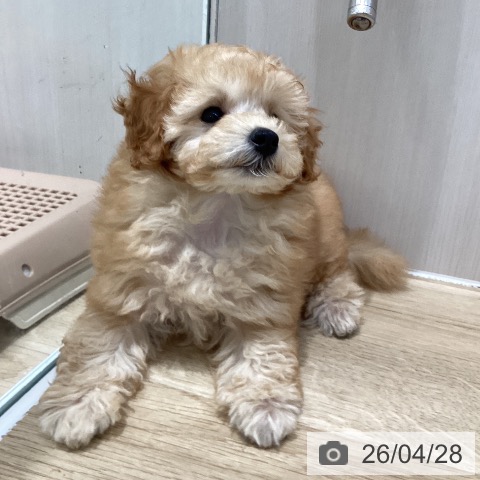 トイ・プードルの写真