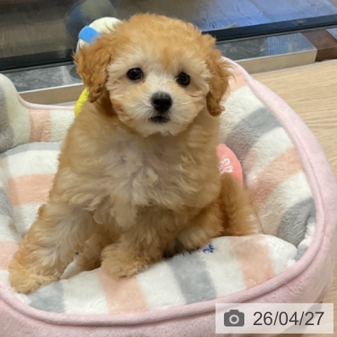 トイ・プードルの写真