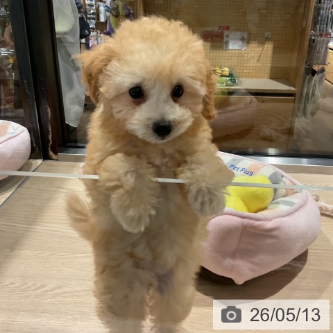 埼玉県のトイプードル(トイ) (ペットプラス コクーンシティ店/2026年2月23日生まれ/女の子/アプリコット)の子犬の4枚目の画像