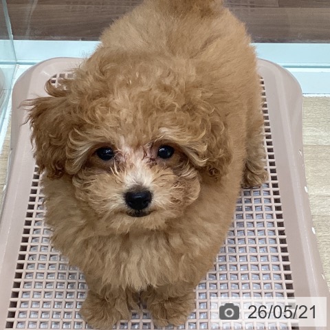 埼玉県のトイプードル(トイ) (ペットプラス イオンモール春日部店/2026年2月23日生まれ/男の子/アプリコット)の子犬の3枚目の画像