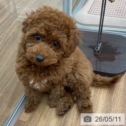 東京都のトイプードル(トイ) (ペッツワン 青梅インター店/2026年2月12日生まれ/男の子/レッド)の子犬の4枚目の画像
