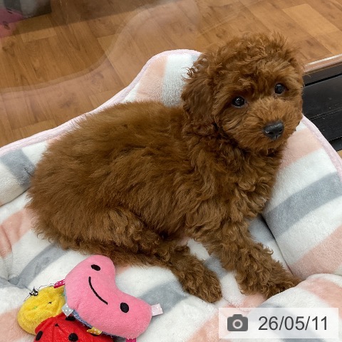東京都のトイプードル(トイ) (ペッツワン 青梅インター店/2026年2月12日生まれ/男の子/レッド)の子犬の3枚目の画像