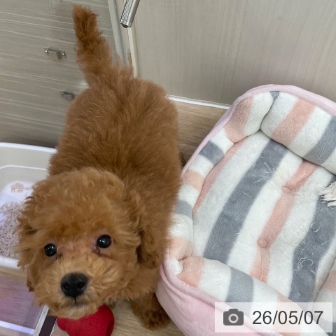 東京都のトイプードル(トイ) (ペットプラス 東久留米店/2026年2月22日生まれ/男の子/レッド)の子犬の4枚目の画像