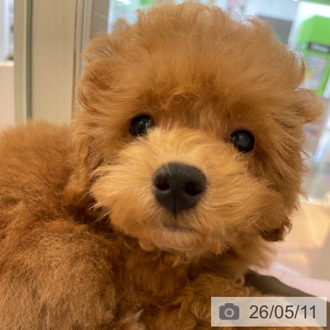 東京都のトイプードル(トイ) (ペットプラス 東久留米店/2026年2月22日生まれ/男の子/レッド)の子犬の3枚目の画像