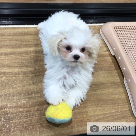 埼玉県のマルチーズ (ペッツワン 新座店/2026年2月21日生まれ/男の子/ホワイト)の子犬の4枚目の画像