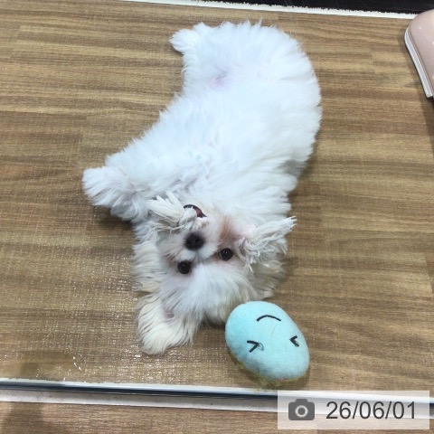 埼玉県のマルチーズ (ペッツワン 新座店/2026年2月21日生まれ/男の子/ホワイト)の子犬の3枚目の画像