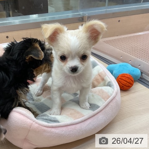 東京都のチワワ(ロング) (ペッツワン 南砂町SUNAMO店/2026年2月18日生まれ/女の子/クリームホワイト)の子犬の3枚目の画像