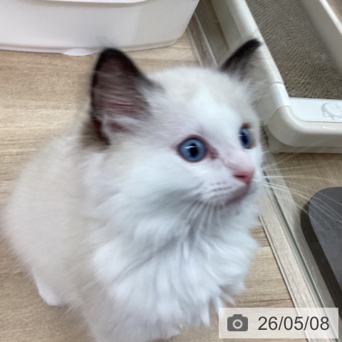 茨城県のラグドール (ペットプラス つくば店/2026年2月23日生まれ/男の子/シールポイントバイカラー)の子猫の4枚目の画像