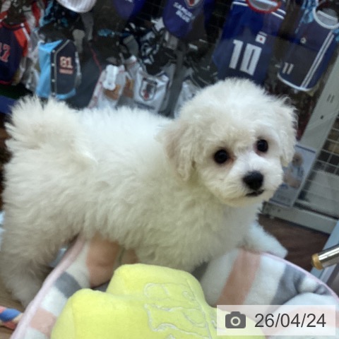 ビション・フリーゼの写真