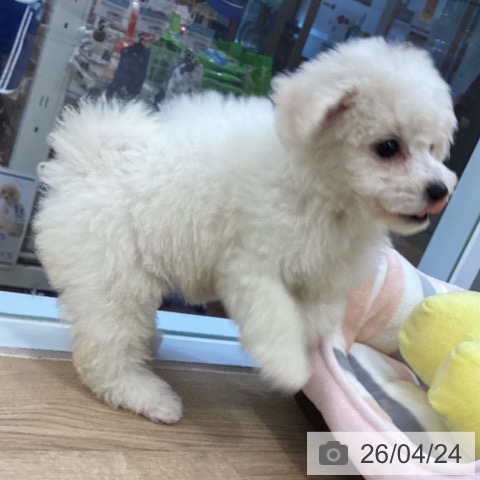 ビション・フリーゼの写真