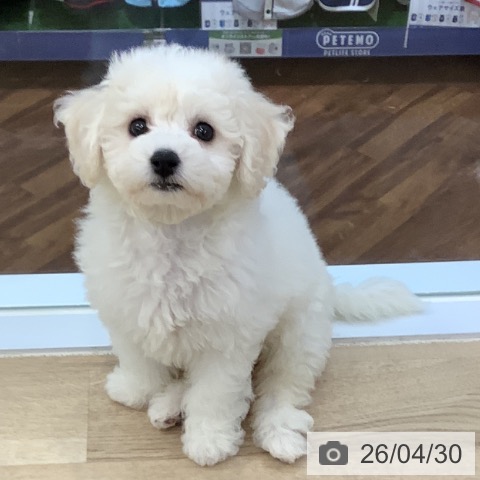 千葉県のビションフリーゼ (ペットプラス 船橋店/2026年2月14日生まれ/女の子/ホワイト)の子犬の3枚目の画像