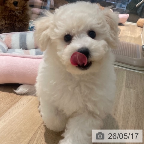 東京都のビションフリーゼ (ペットプラス 東久留米店/2026年2月14日生まれ/女の子/ホワイト)の子犬の3枚目の画像
