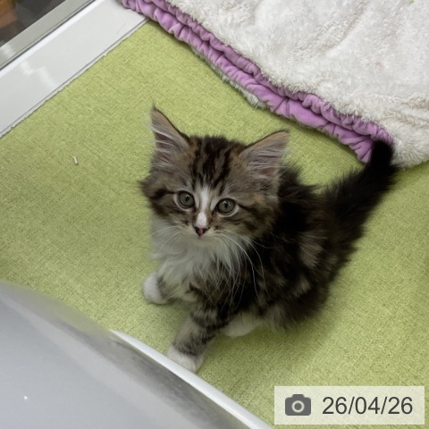 千葉県のノルウェージャンフォレストキャット (ペットプラス 成田店/2026年2月21日生まれ/男の子/ブラウンタビーホワイト)の子猫の3枚目の画像
