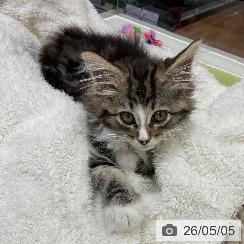 千葉県のノルウェージャンフォレストキャット (ペットプラス 成田店/2026年2月21日生まれ/男の子/ブラウンタビーホワイト)の子猫の3枚目の画像