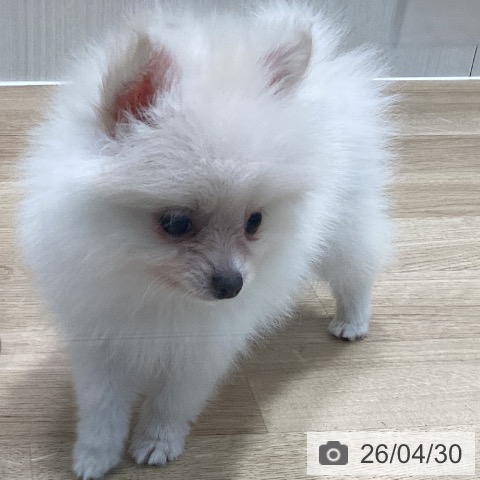 宮城県のポメラニアン (ペットプラス 仙台泉大沢店/2026年2月24日生まれ/男の子/クリーム)の子犬の4枚目の画像
