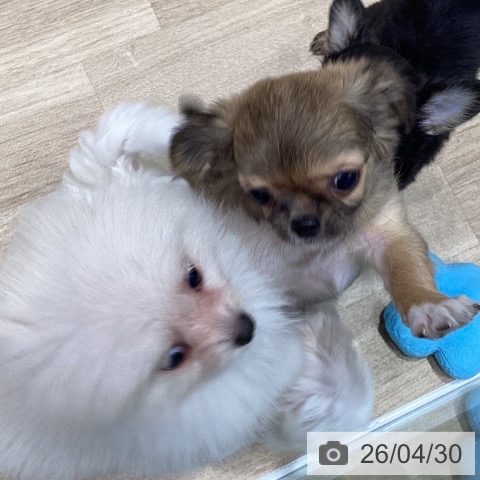 宮城県のポメラニアン (ペットプラス 仙台泉大沢店/2026年2月24日生まれ/男の子/クリーム)の子犬の3枚目の画像