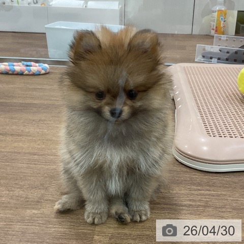 埼玉県のポメラニアン (ペッツワン 吉川美南店/2026年2月24日生まれ/女の子/オレンジ)の子犬の4枚目の画像